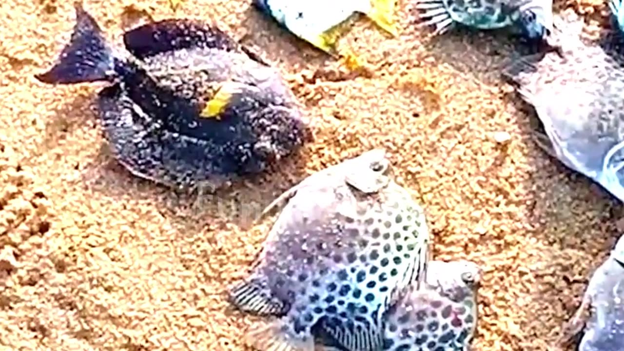 So Many Fish, One Net!