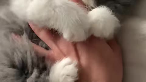 the unstoppable force of a fluffy kitten meets the immovable object of a human hand!