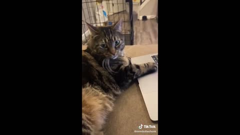 Funny animal videos 2025 - Funny cats/dogs - Funny animals Part1
