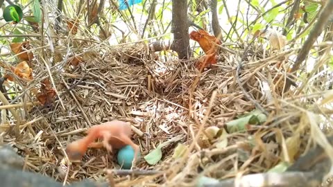 Excellent Mother Bird and Babies