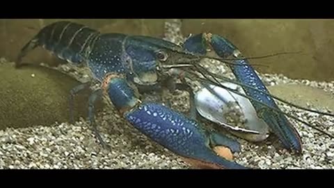 Rare Lobster Ignites $500K Frenzy Among Collectors!