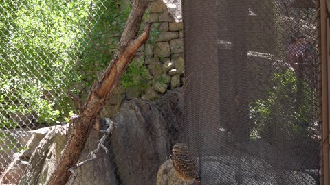Burrowing Owl at El Paso Zoo in Texas