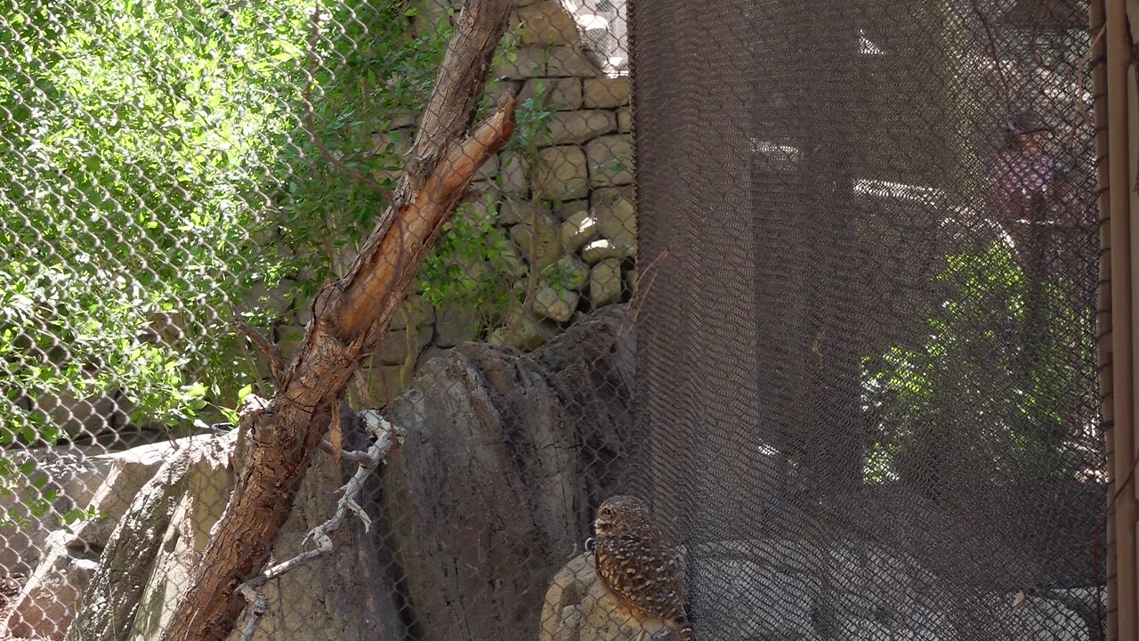 Burrowing Owl at El Paso Zoo in Texas