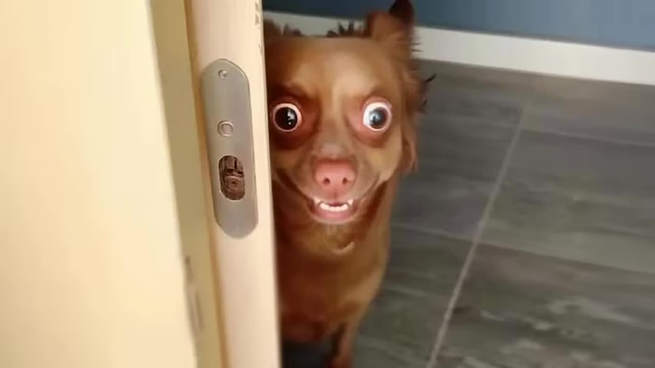 animals moments that they're the real comedians