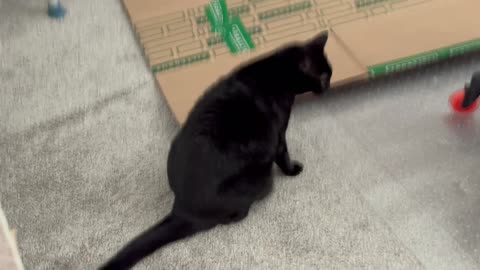 Cute Precious Piper Checks Out a Large Box - My Adopted Shelter Cat Vlog