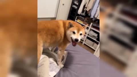Ultimate Laughter: Funniest Cats & Dogs Compilation - Hilarious Animal Videos You Must Watch!