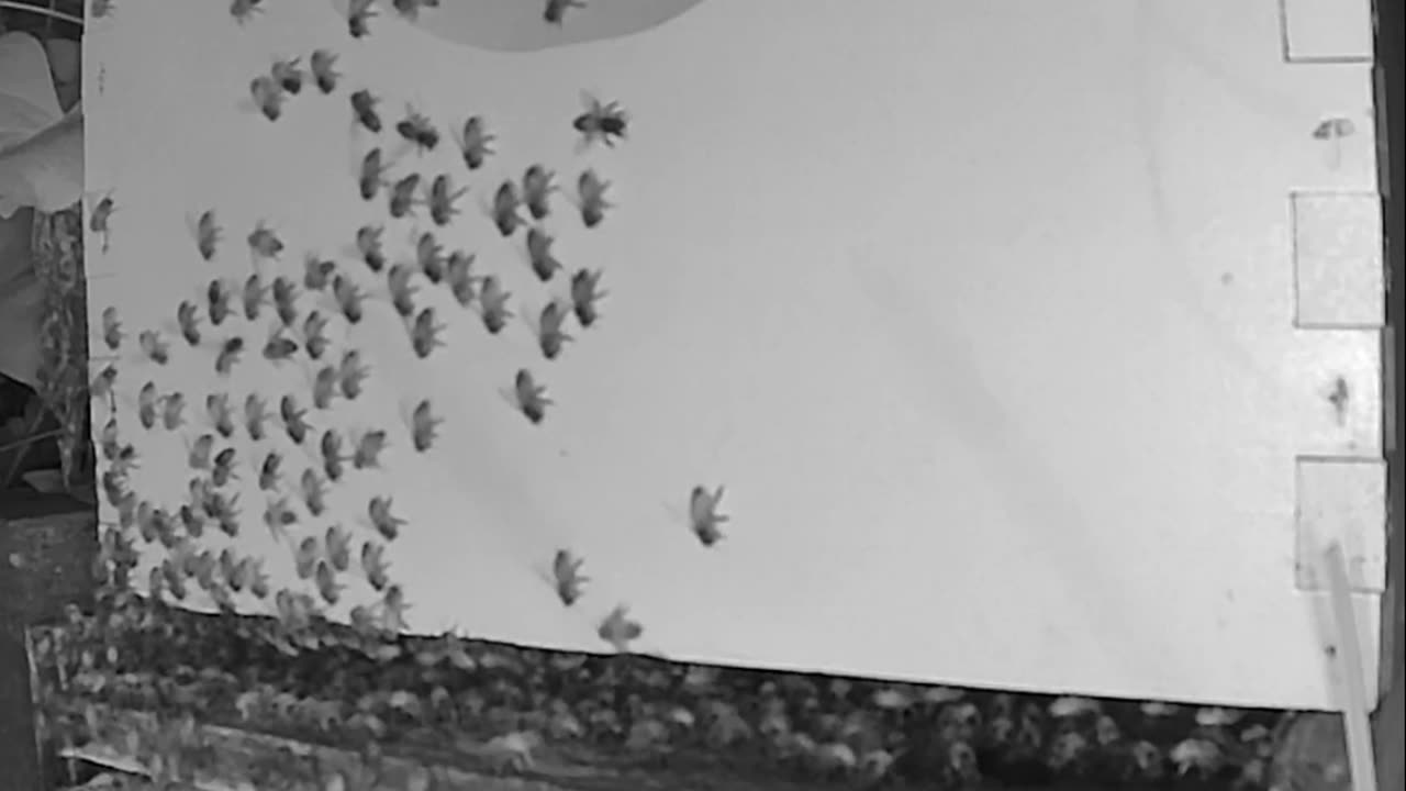 Friday Morning Peek at a Beehive