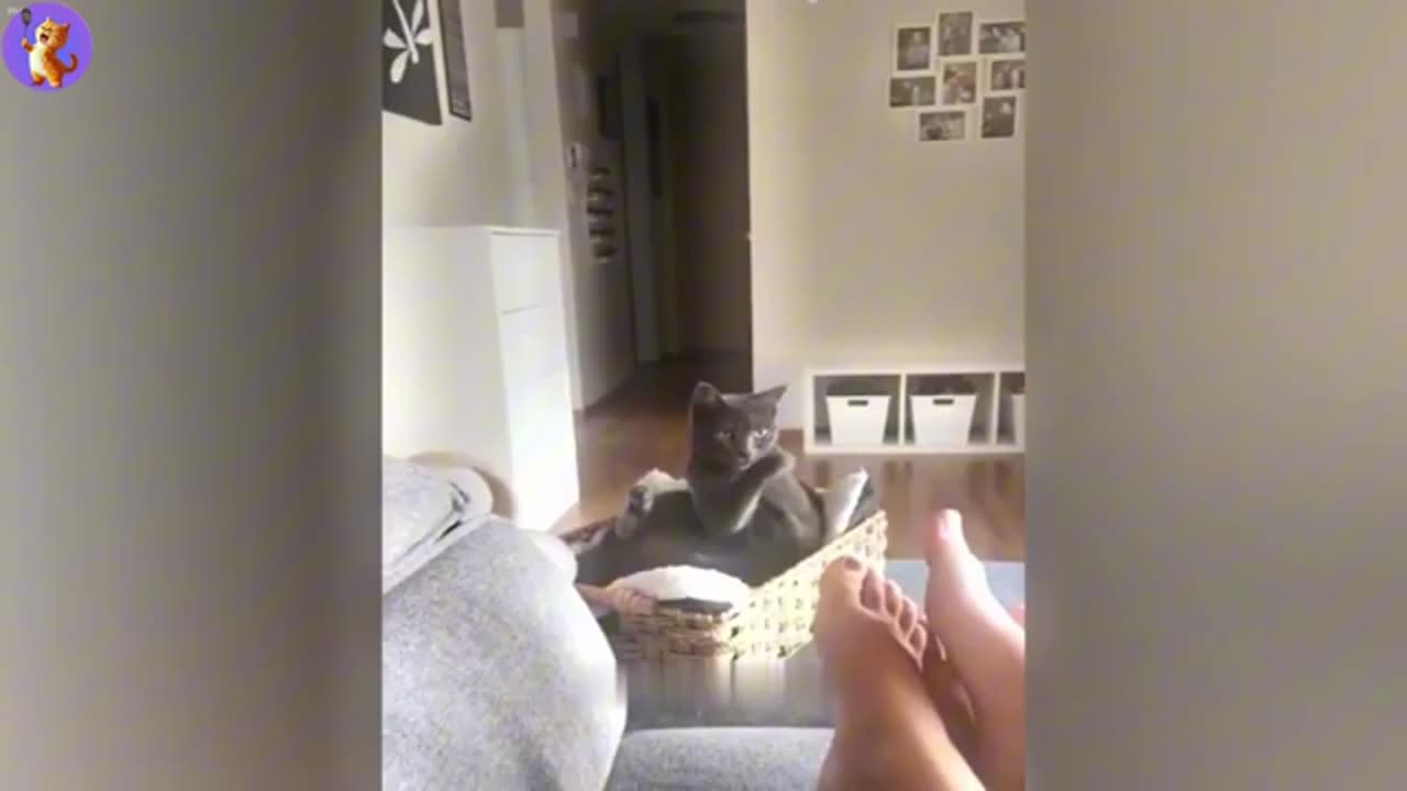 Wildly Funny Animal Antics 🐾😂