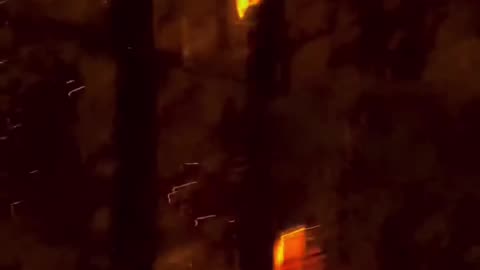 Tree Burning From the Inside Out
