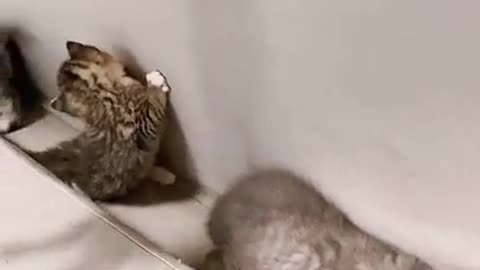 😍😍😘🔥 😍💦 FUNNY Animals and pet's💕😘 😘🔥 💕😘 😍💦 💦