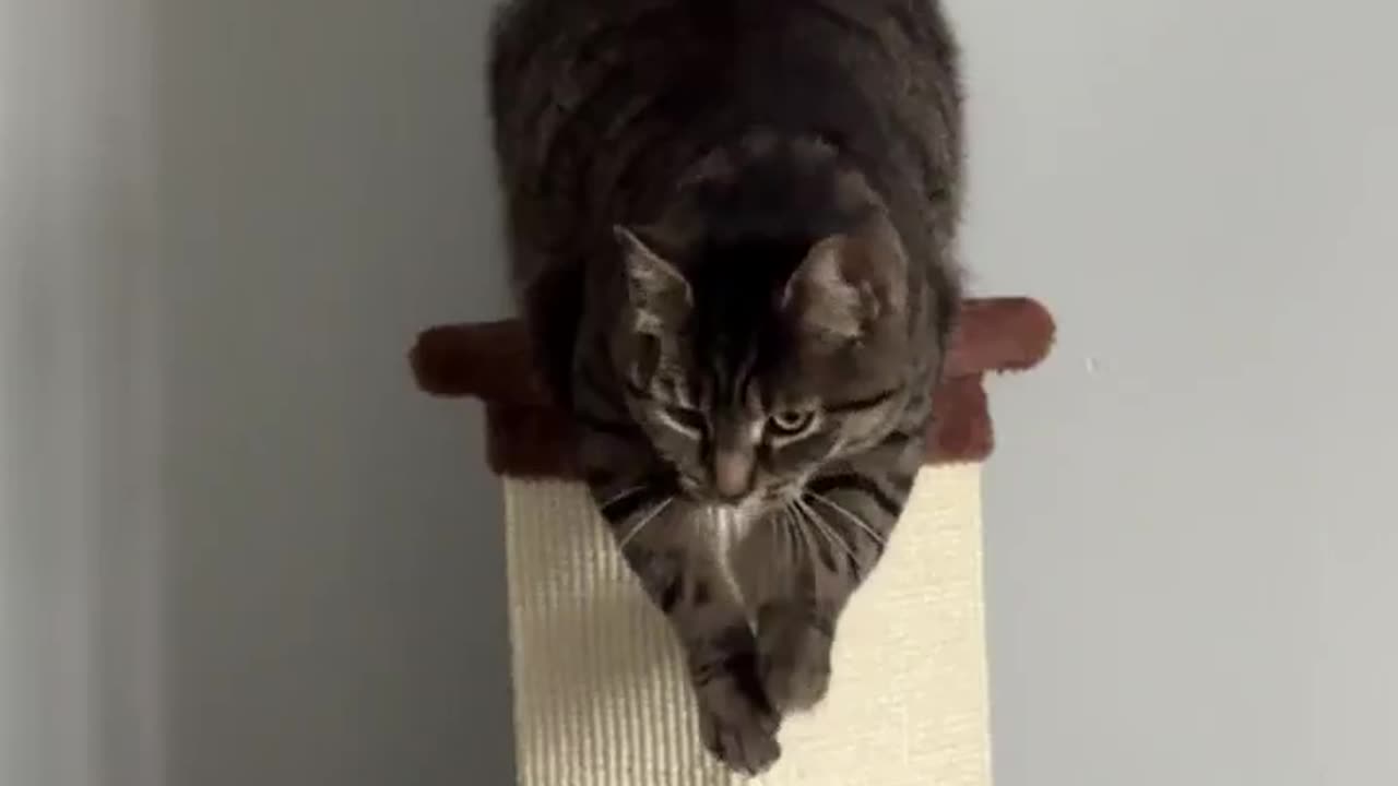 What is this cat doing?