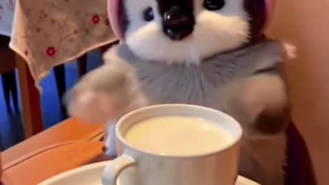 Cute Penguin Baby ! #funny #viralvideo #facts #penguin