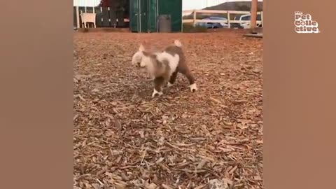 Funny animals 😄