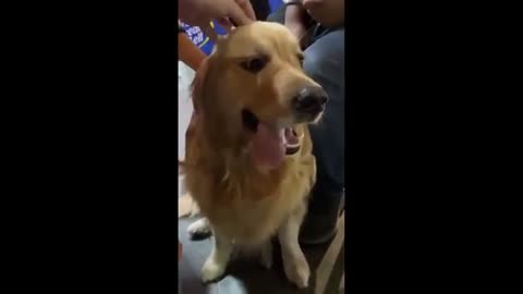 Crazy Animals
