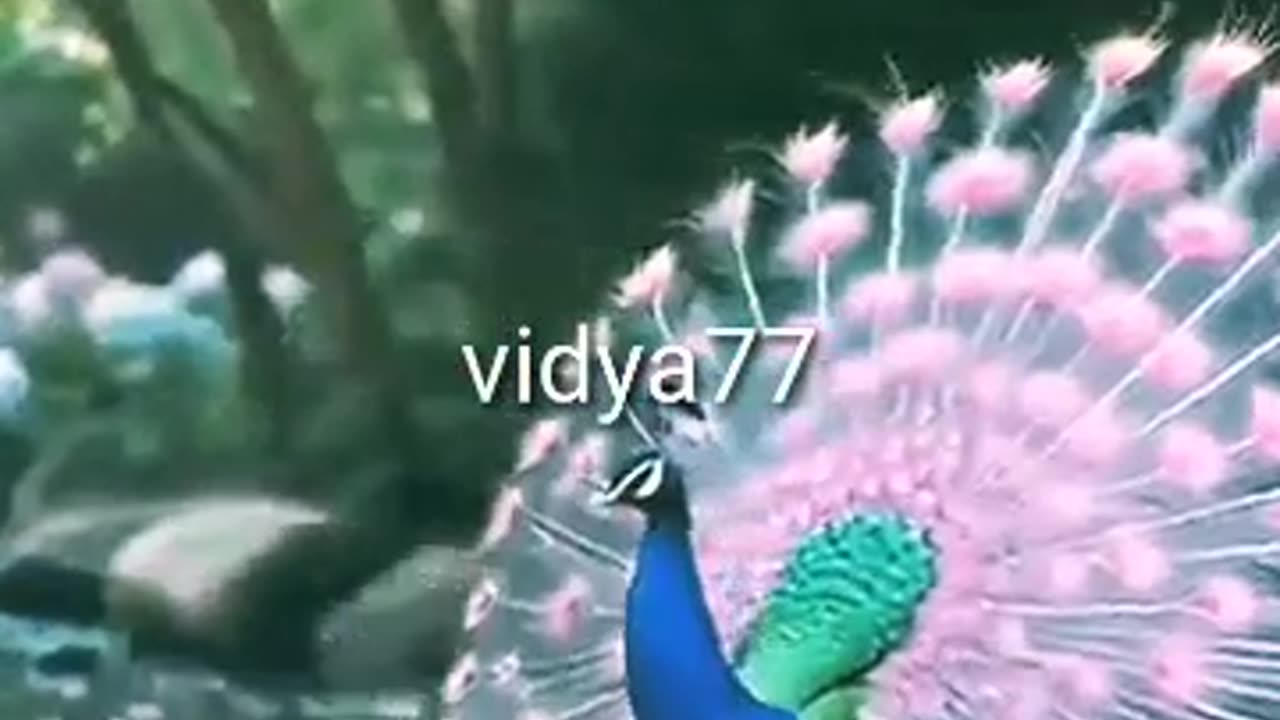 Peacock 🦚🦚