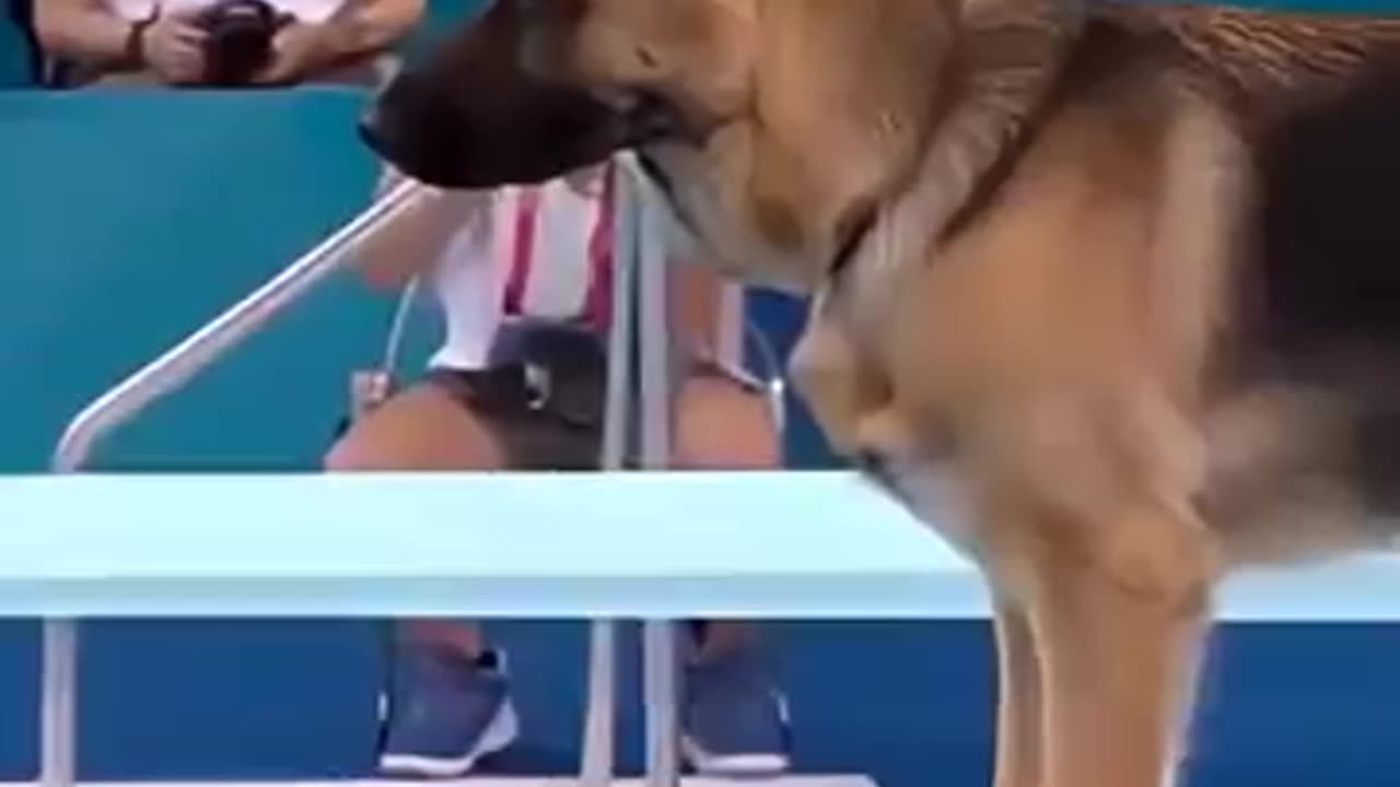 dog swimming, dog in pool, summer fun, dog lovers, swimming dog, pool time,