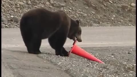 Alaskan bear sets a fallen roadside cone upright