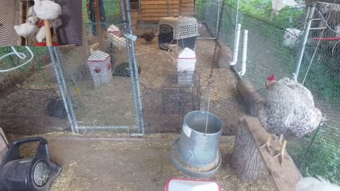 Chicken Live Stream