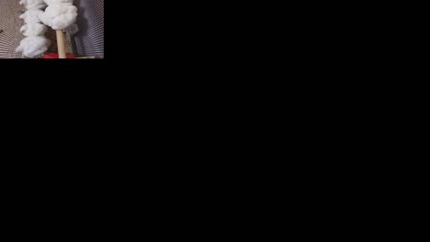 Chicken Live Stream