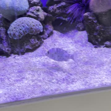 Heart of Europe - Coral Institute 🪸