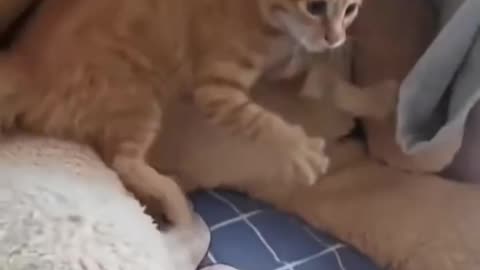 Funny Animal 😸😸🐶