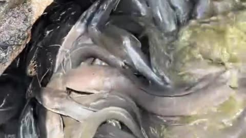 walking catfish