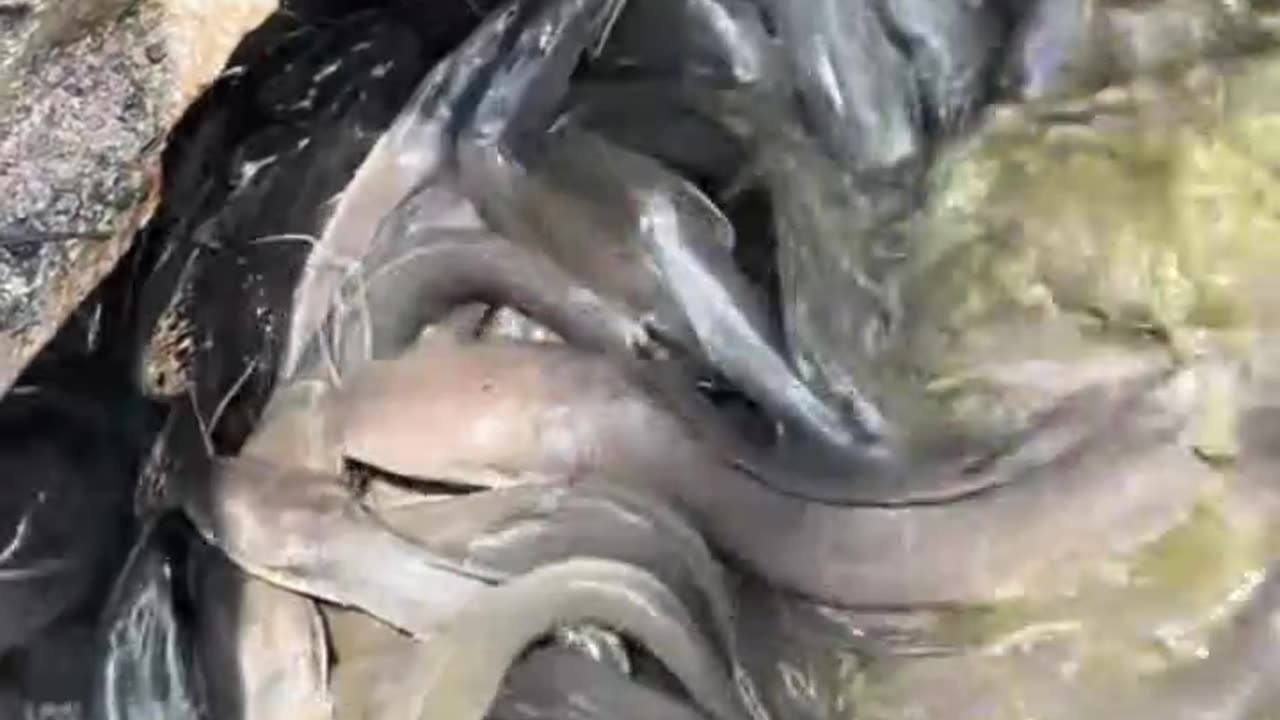 walking catfish