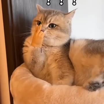 Cat Hand🤣🤣🤣