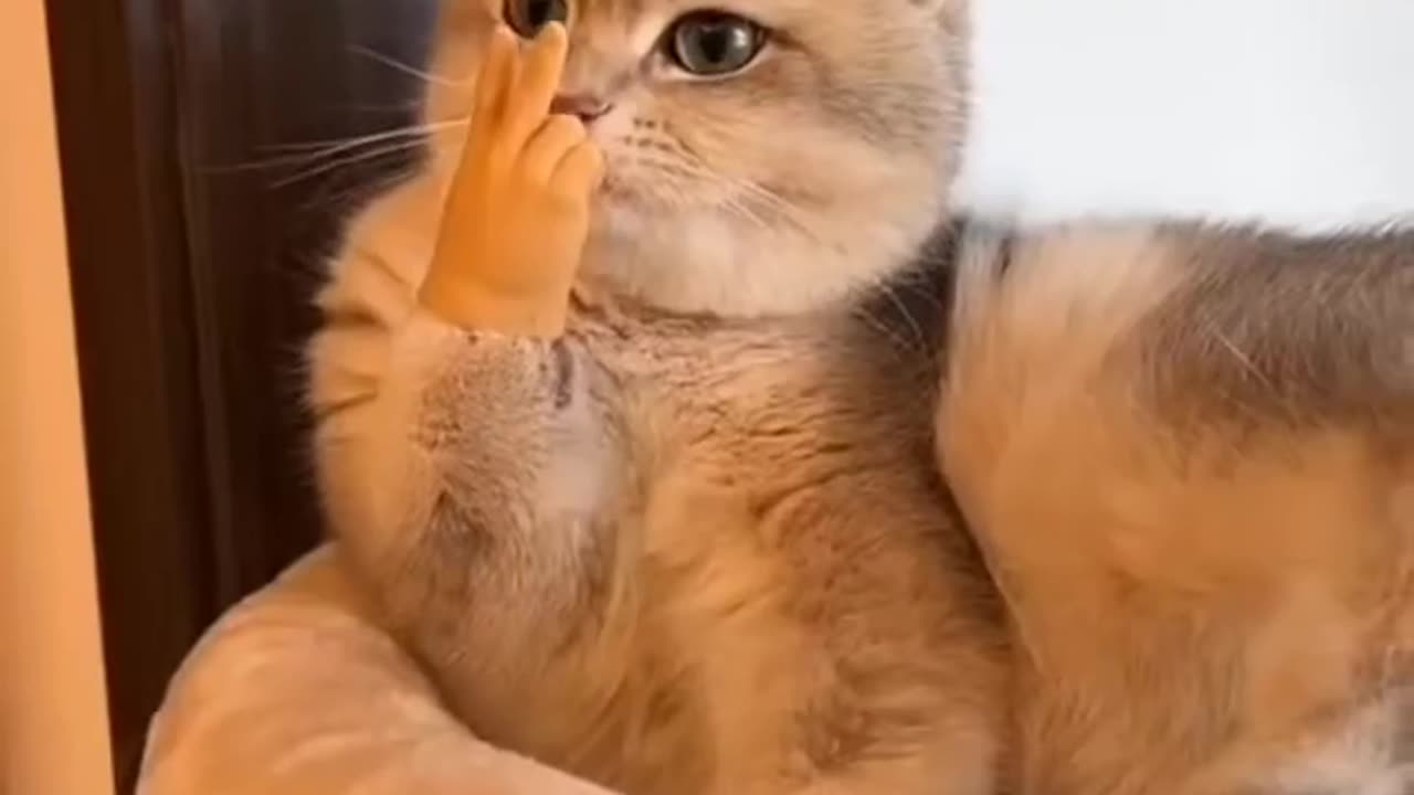 Cat Hand🤣🤣🤣