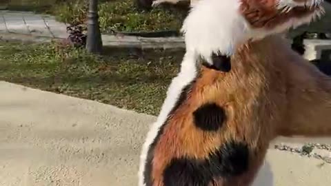 🐾 ❓