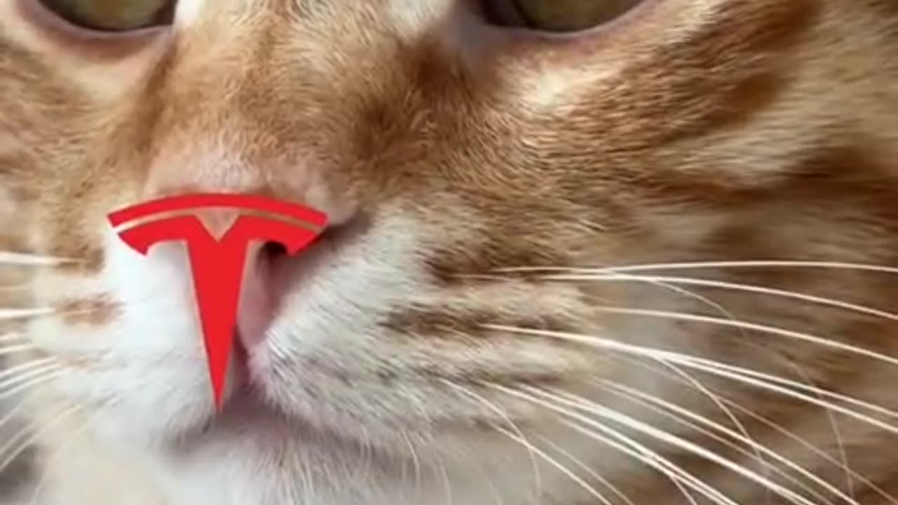 חתול