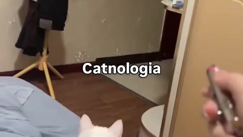 🐈 Catnologia | FunFM