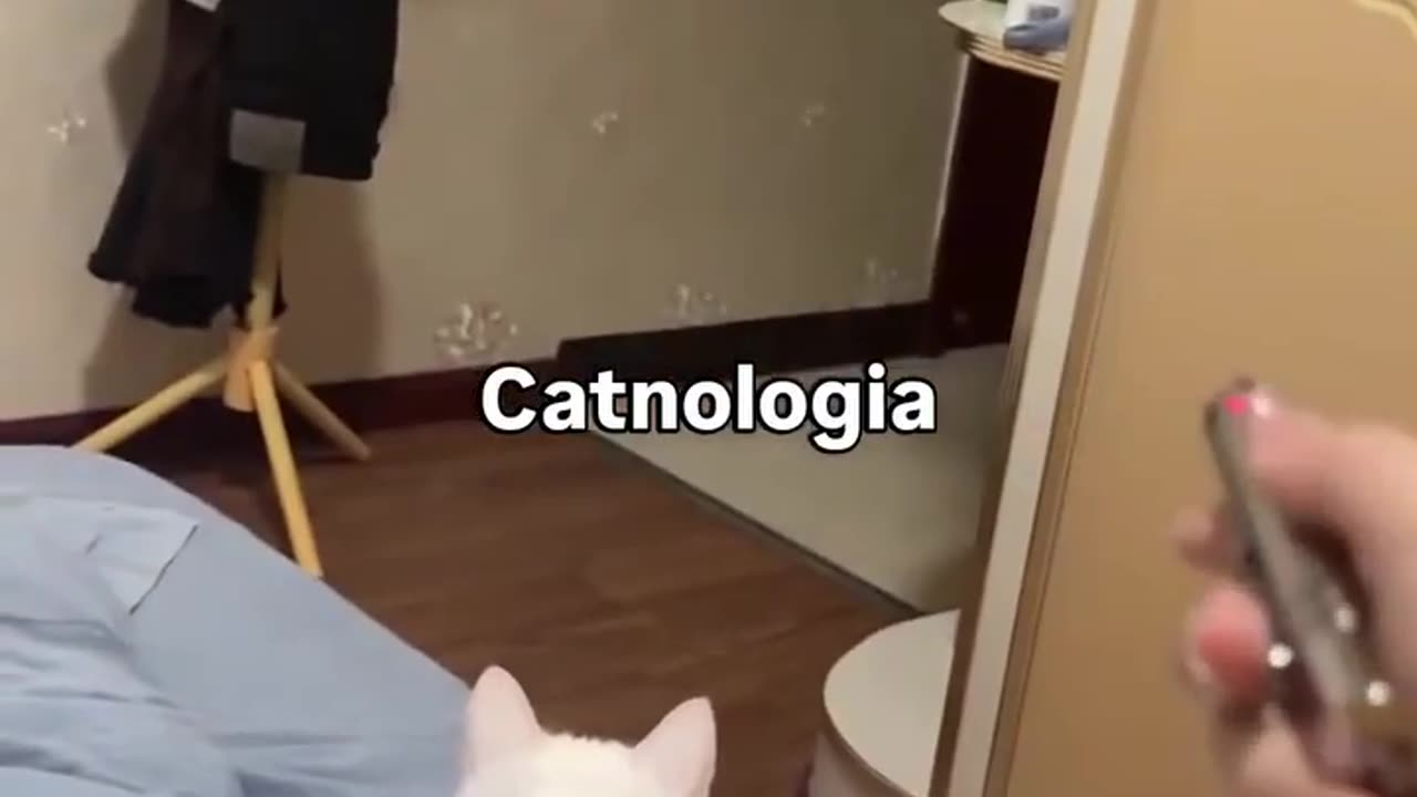 🐈 Catnologia | FunFM