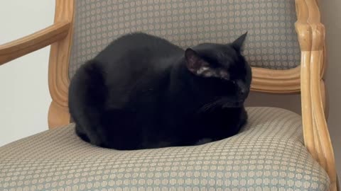 Cute Precious Piper Demonstrates How to Be a Throne Loaf - Adopting a Cat from a Shelter Vlog