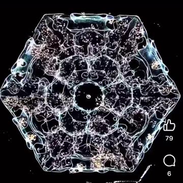 Bluntly Put Philosopher - A new @DavidSchiermey2 flat bubble Cymatic video just dropped on Face...