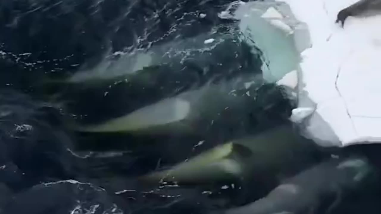 Orcas attack seals