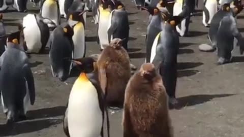 Anyone need a smile right now? 🐧