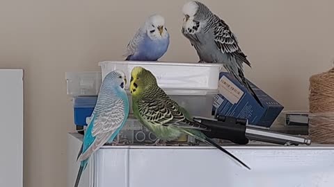 The Refrigerator Guard