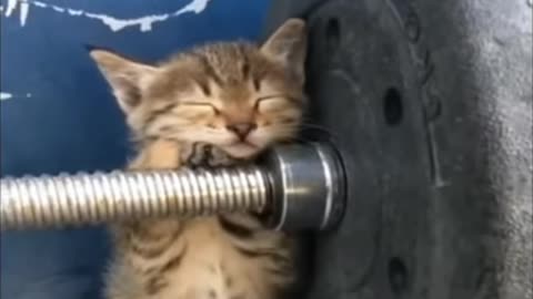 Cat very funny video