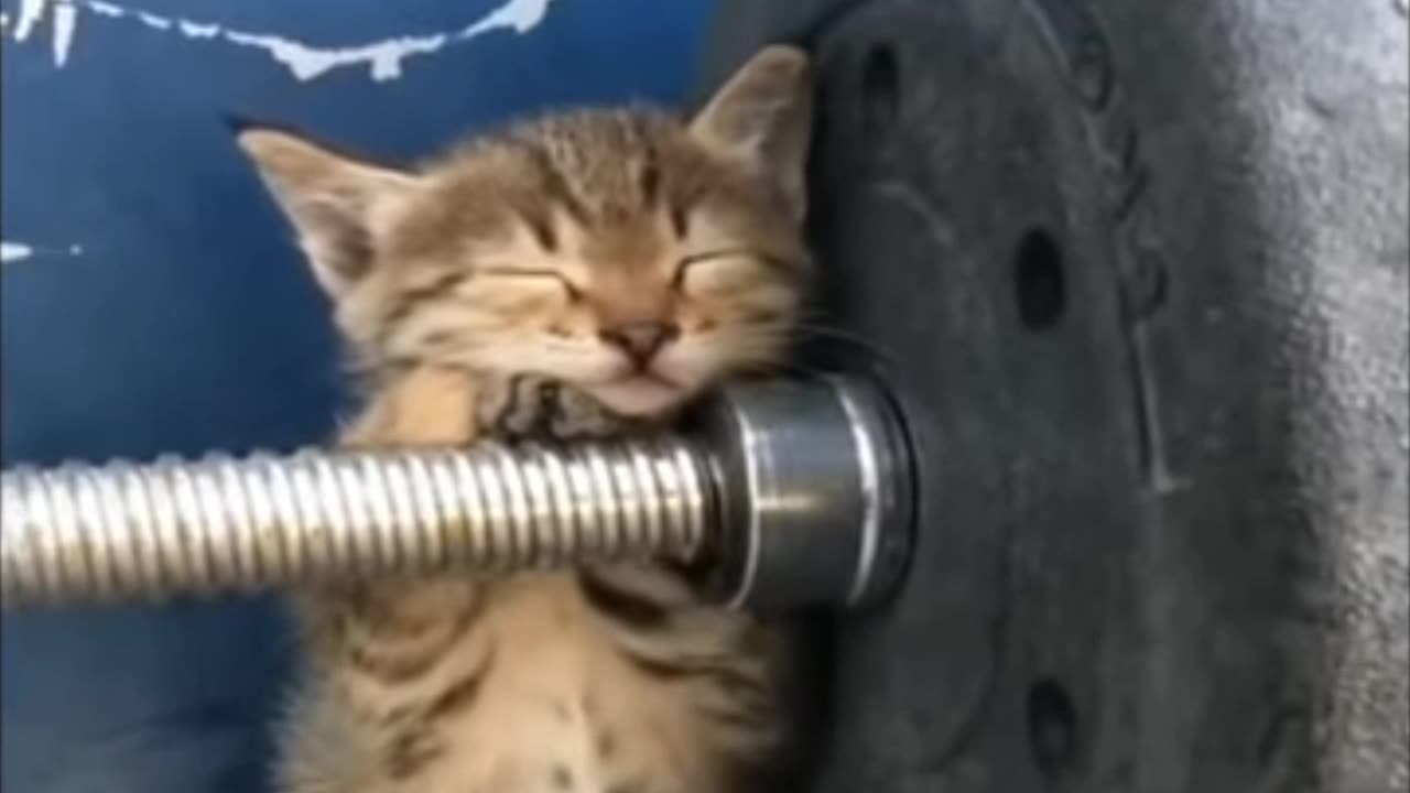 Cat very funny video