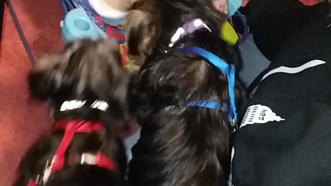 Yorkies greet their new cousin! #yorkie #funnydogs #dogsandkids