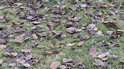 Baby Kayla Speed Crawls in the Yard