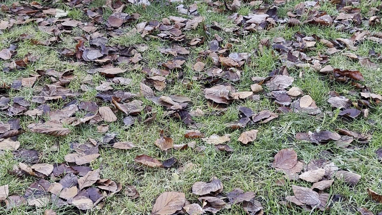 Baby Kayla Speed Crawls in the Yard