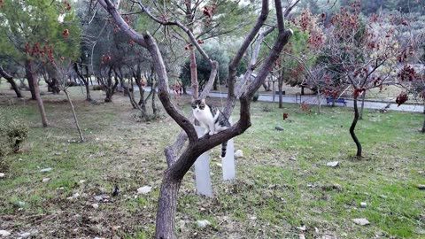 The Graceful Beauty of Cats in Nature! 🌿🐱 | 고양이의 우아한 아름다움 – 자연의 경이! 🌍✨