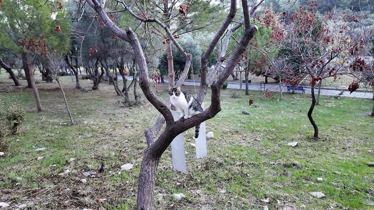 The Graceful Beauty of Cats in Nature! 🌿🐱 | 고양이의 우아한 아름다움 – 자연의 경이! 🌍✨