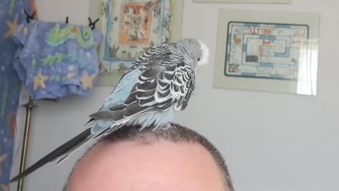 Eeyore finds a handy perch to sing from ...