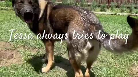 Tessa Loves Dragonfiles