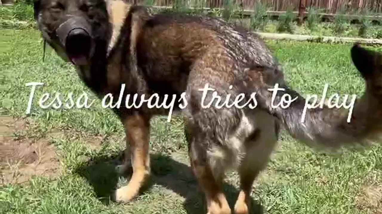 Tessa Loves Dragonfiles