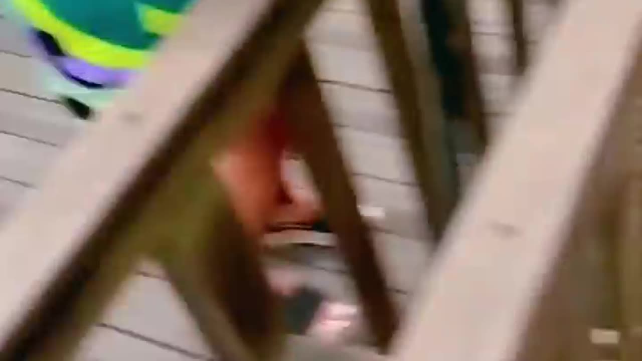funny animals