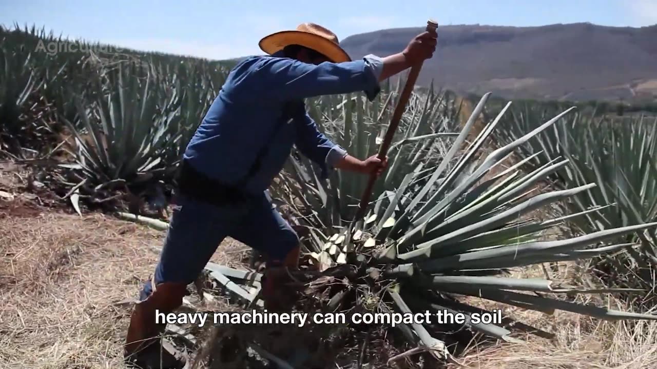 Tequila Processing 🌵 | How 79 MILLION Pounds of Agave Are Harvested & Distilled | Modern AgriTech